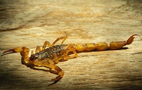 scorpion on the ground