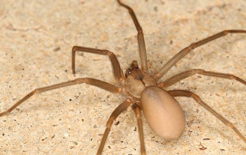 a brown recluse spider crawling on a floor