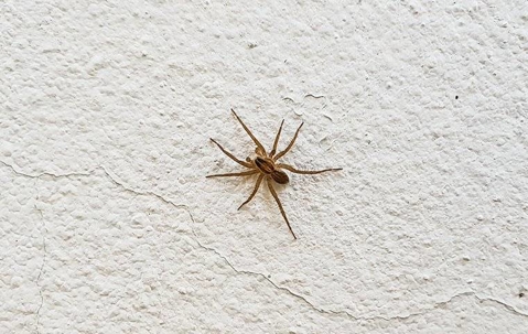 house spider crawling up wall