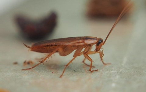 a cockroach crawling in a home