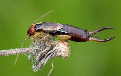 earwig on a branch