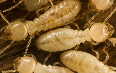 subterranean termites up close