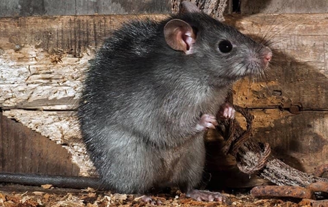 Rats damage homes and can create health hazards in San Diego.