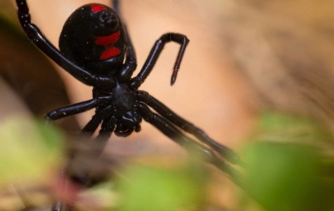 black widow on a web