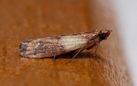 pantry moth in pantry