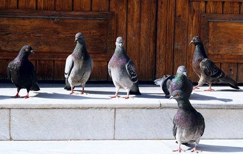 pigeons outside a home