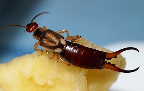 earwig on fruit