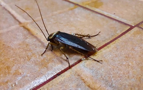 cockroach on tile