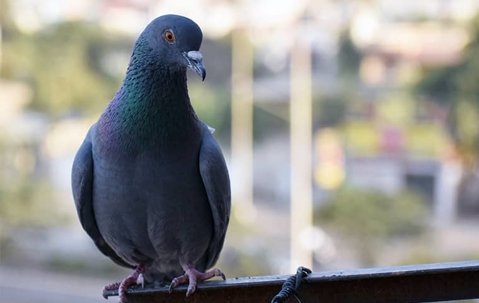 pigeon on a fence
