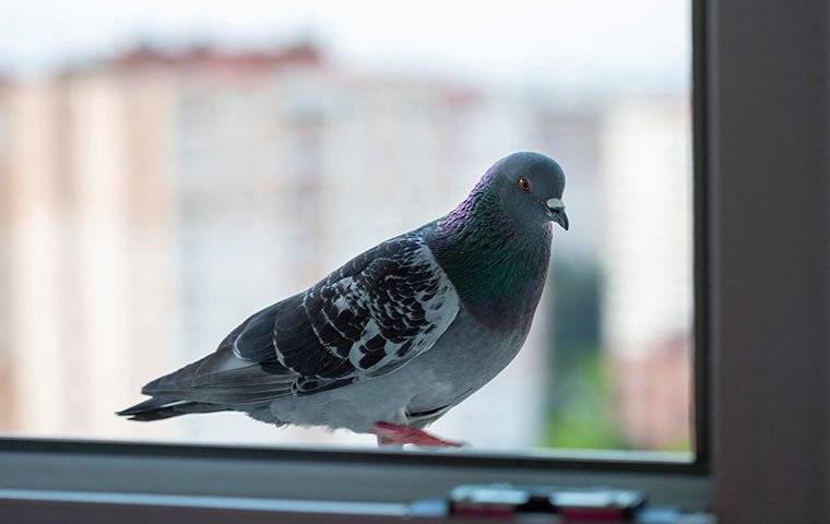 Pigeons