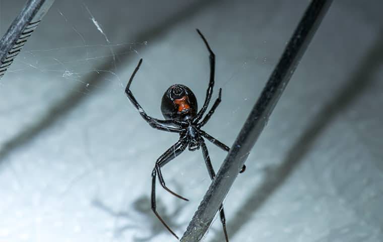 Pest Spotlight: Black Widow Spiders In San Diego, image size:760x480