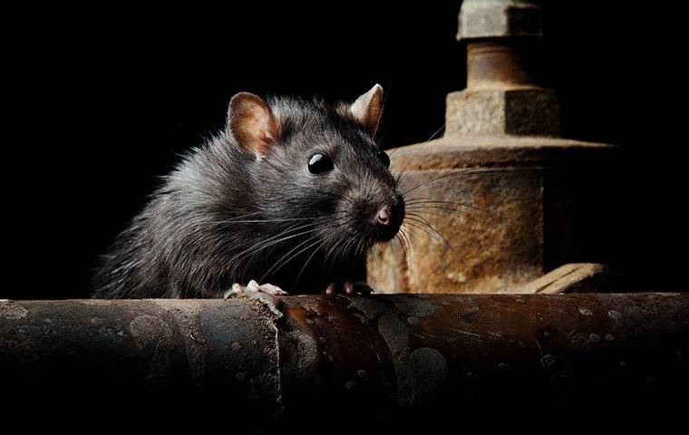 Rat Suspect Blog - What To Do If You Suspect You Have A Rat Infestation In Your San ...