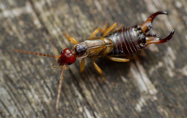 Earwig