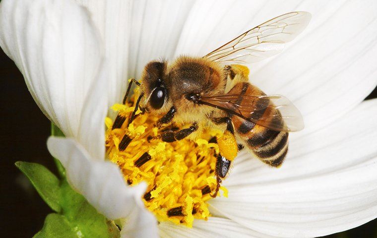 bee