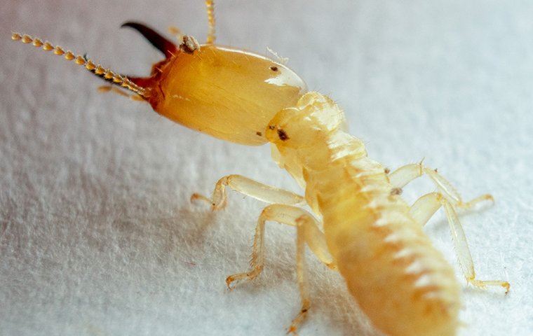 termite