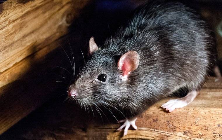 a roof rat inside a home